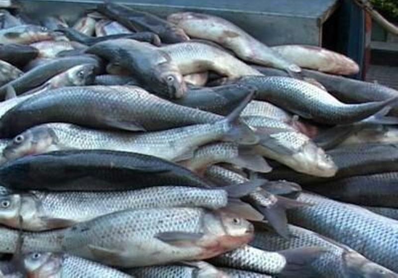 توقیف محموله ماهی صیدشده غیرمجاز در ماهشهر