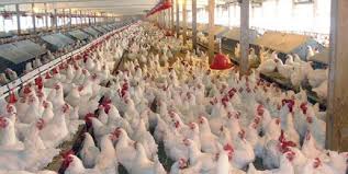 راه اندازی واحد‌های تولیدی مرغ گوشتی در البرز
