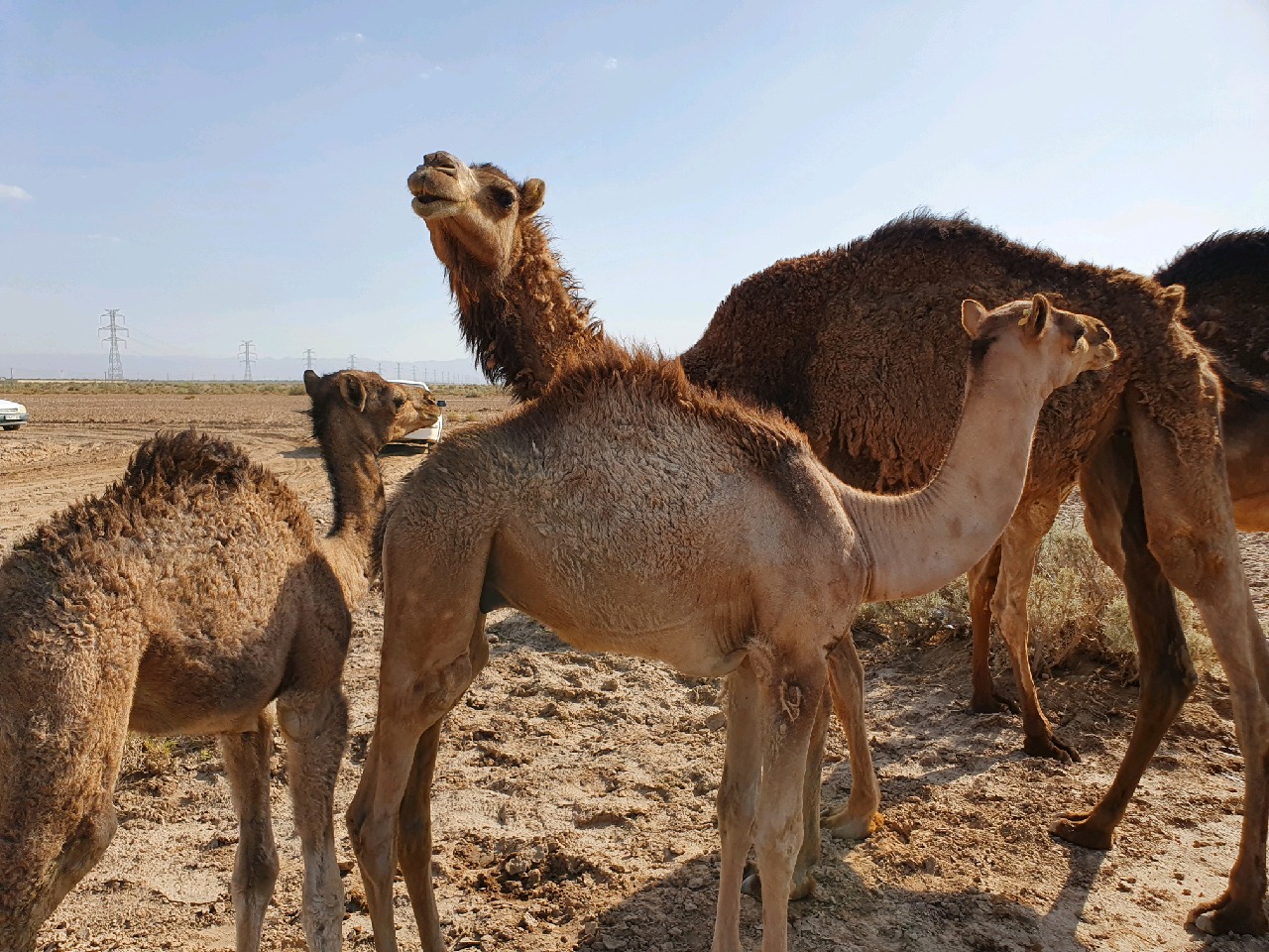 احداث اولین پهنه پرورش شتر در بافق