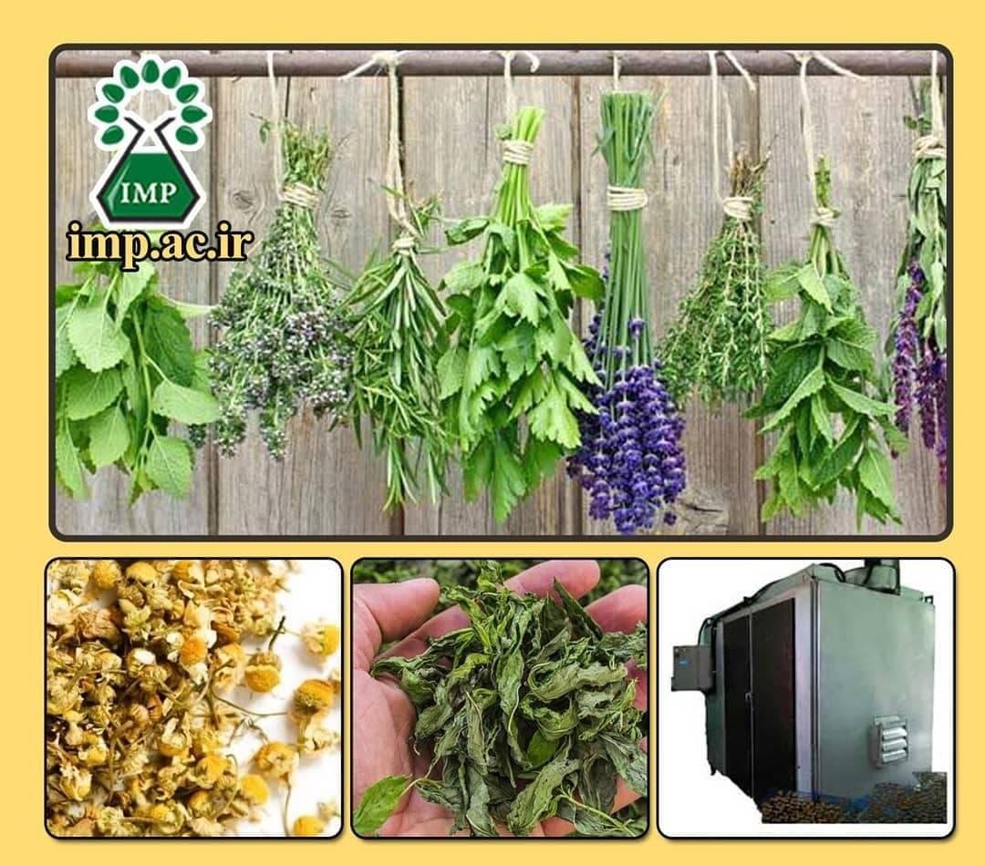 روش‌های ایده‌آل جمع آوری، خشک کردن و نگهداری گیاهان دارویی