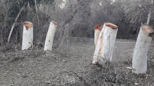 دستگیری عاملان قطع درختان پارک ملی دز