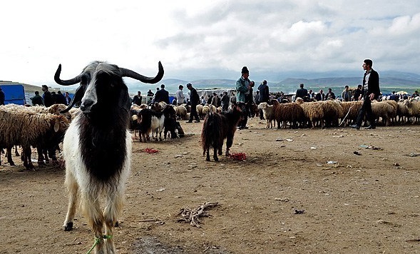 پرداخت ۲۰ میلیارد تومان به دامداران روستایی برای خرید دام