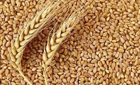 توزیع ۶۰۰ تن بذر گندم اصلاح شده در چهارمحال و بختیاری