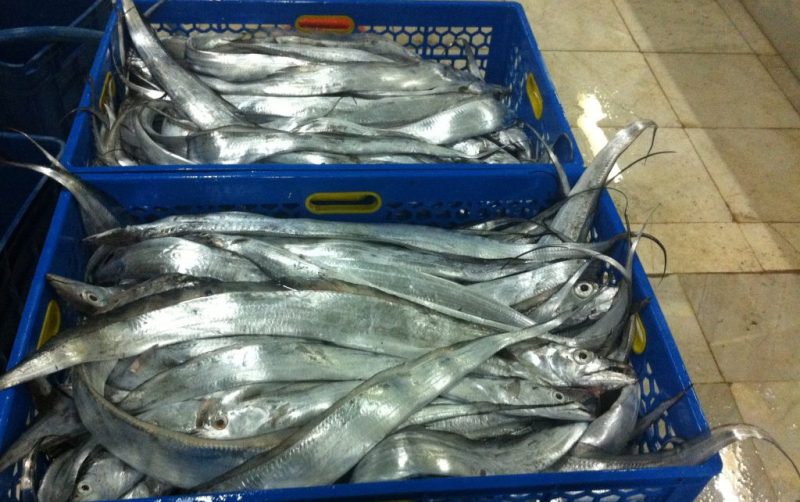 پیش بینی رونق صادرات ماهی یال اسبی از پارسیان
