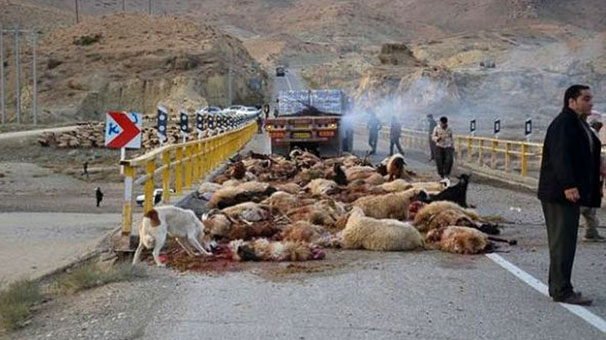 تلف شدن گوسفندان شهرستان خنداب در سانحه رانندگی