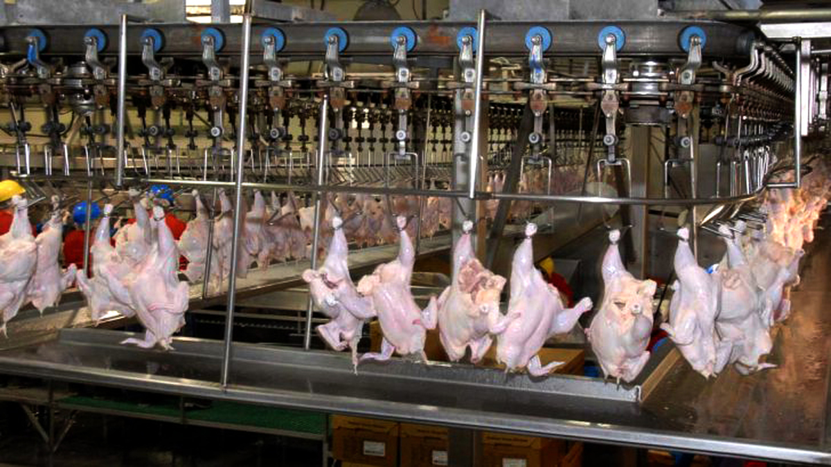 تولید سالانه ۹۸ هزار تن گوشت مرغ در کردستان