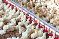 میزان جوجه‌ ریزی مرغ گوشتی از مرز ۱۰ میلیون قطعه گذشت