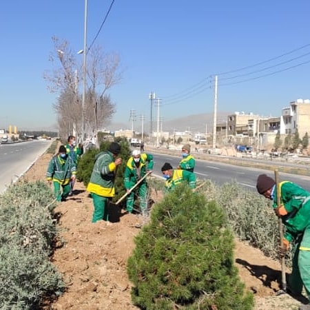 کاشت ۴ هزار اصله درخت در بولوار احمدبن موسی (ع)
