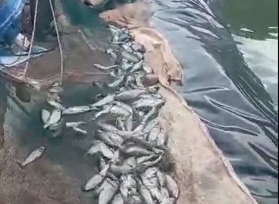 برداشت ۱۲۰ تن ماهی در زرند