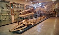 بازدید رایگان از موزه‌های تاریخ طبیعی وتنوع زیستی در روز «جهانی حیات وحش»