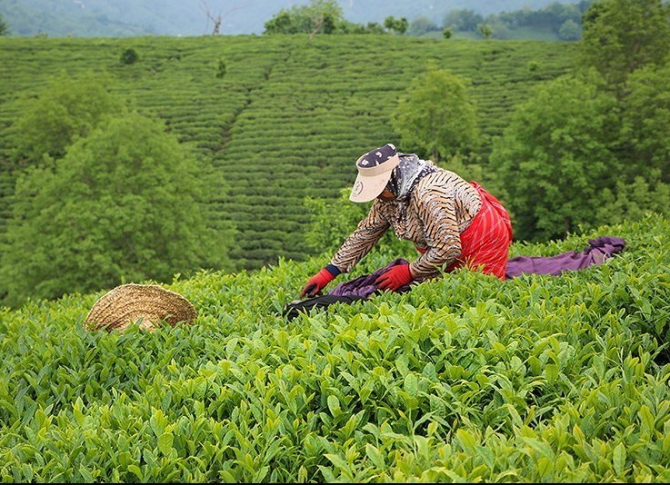 برگ های زمردین چای امروز برداشت نمی شود