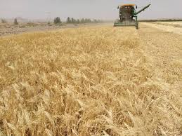 کاهش ۵۲ درصدی خرید گندم در بوشهر