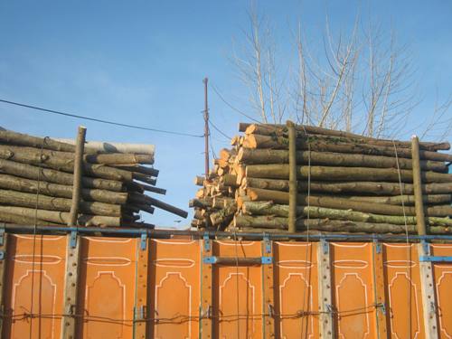 کشف ۱۰ تن چوب قاچاق در استان زنجان
