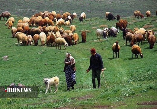 خسارت ۸۵ میلیارد تومانی خشکسالی به مراتع استان همدان