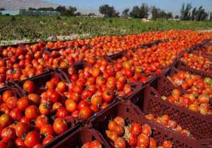 پایان برداشت گوجه فرنگی از بندرخمیر