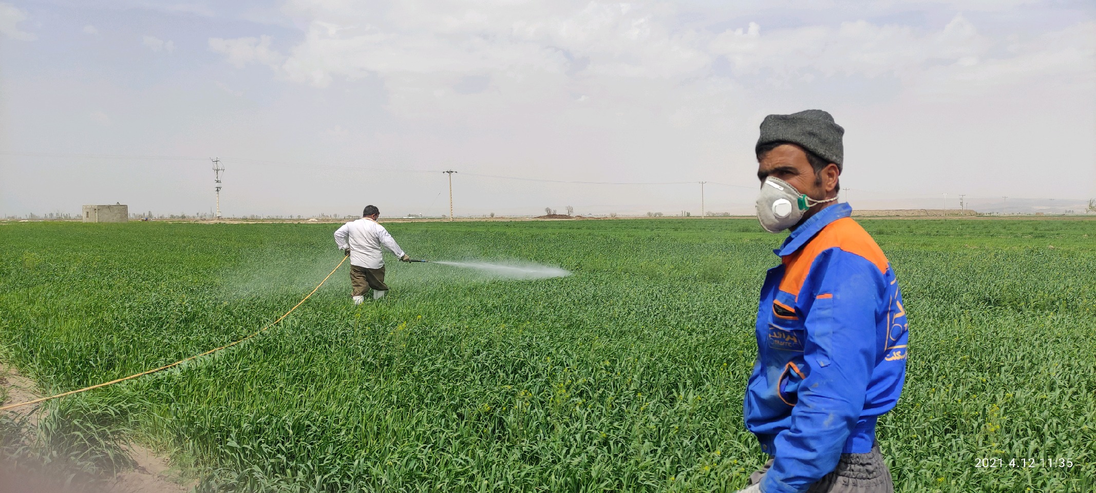 سمپاشی مزارع غلات شهرستان جوین