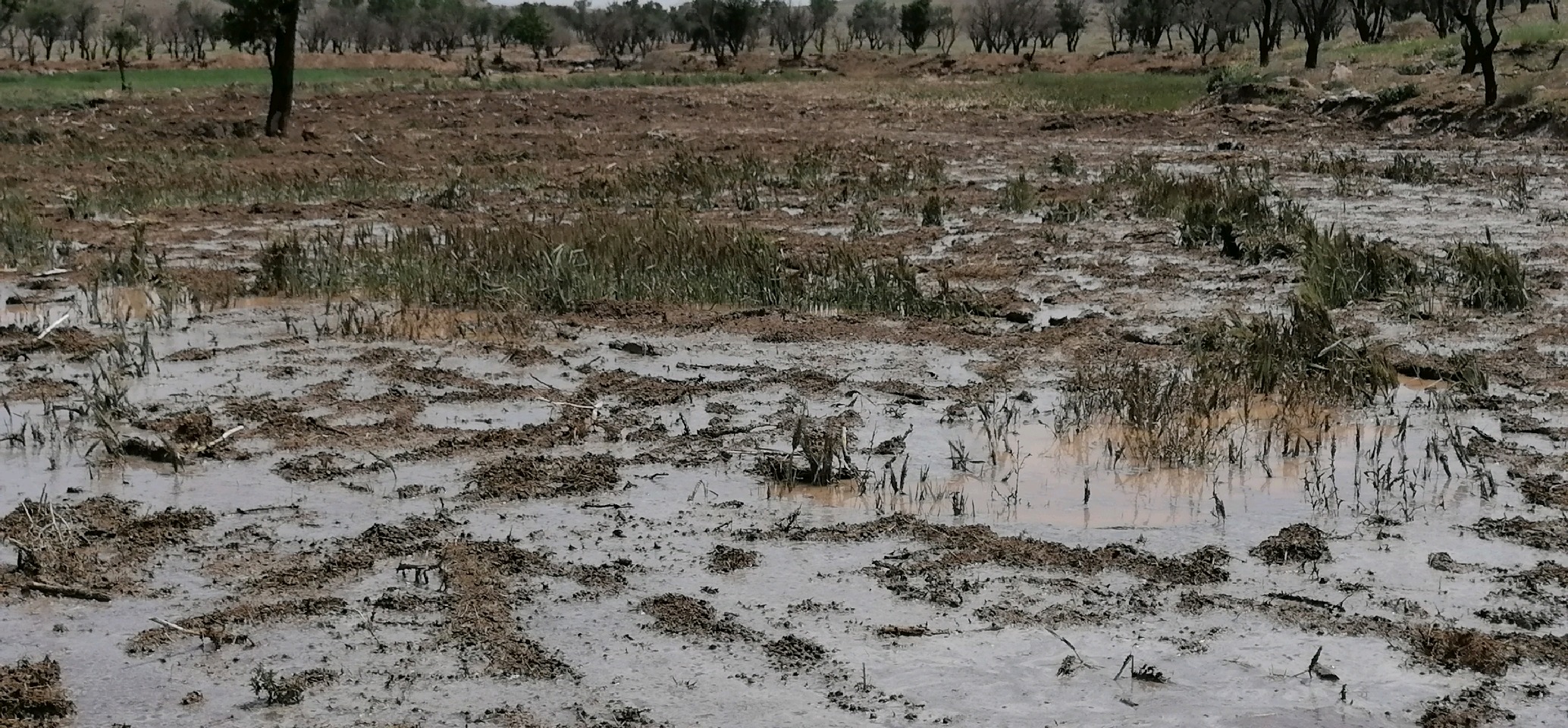 خسارت سنگین بارش تگرگ وباران دربایگ