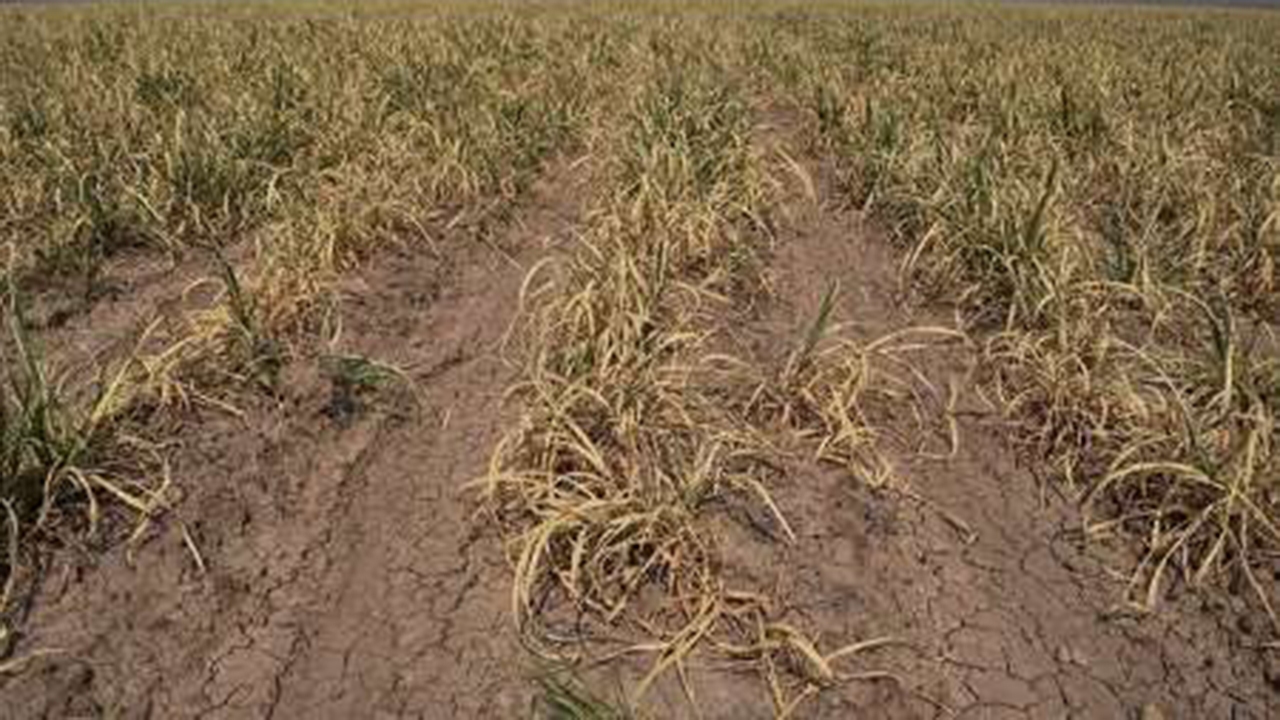 خسارت خشکسالی به حدود ۳۳ هزار هکتار از مزارع مرودشت