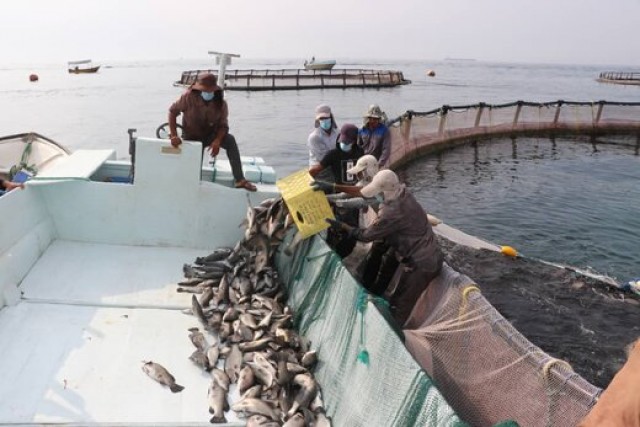 برداشت ۴۵۰ تُن ماهی صادراتی در قشم