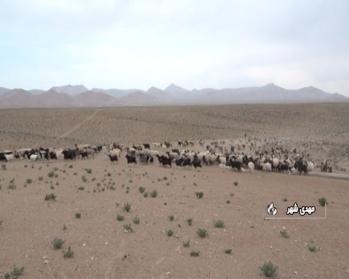 کاهش ۶۰ درصدی بارندگی‌های بهاری در مناطق قشلاقی عشایر استان سمنان