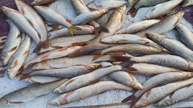 صید ماهی از زاینده رود ممنوع