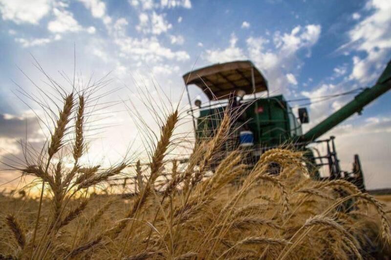 افزایش میزان خرید گندم در خوزستان