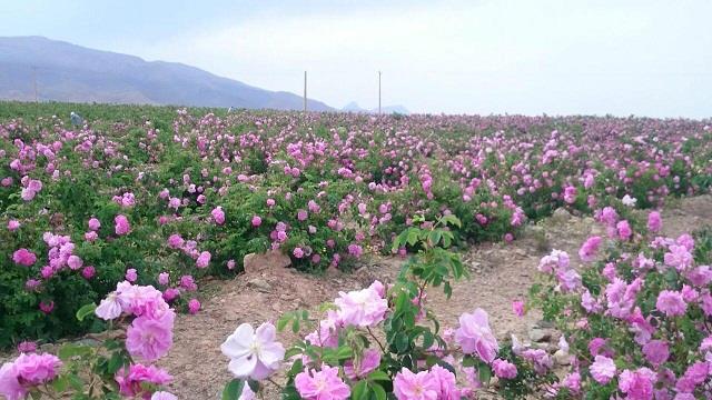 آغاز برداشت گل محمدی درشهرستان تربت حیدریه