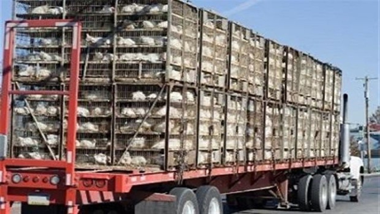 توقیف کامیون حامل ۵ هزار مرغ فاقد مجوز در سلطانیه