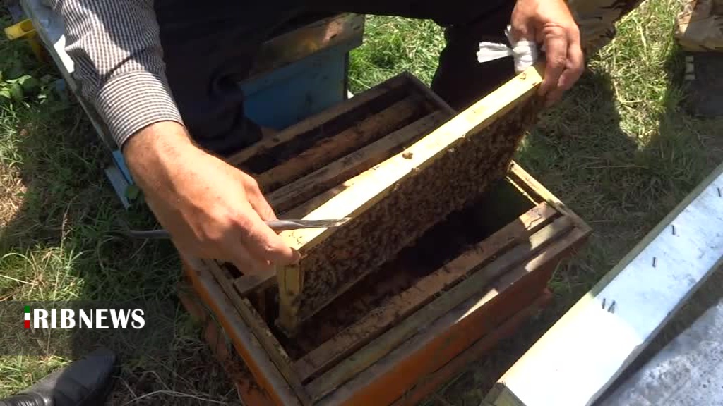 تولید کنندگان عسل سبلان تلفات دادند