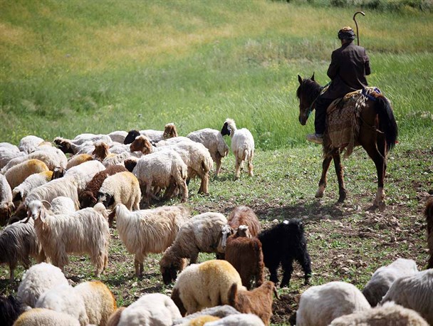 آبرسانی سیار به عشایر ۱۶ میلیارد تومان اعتبار نیاز دارد