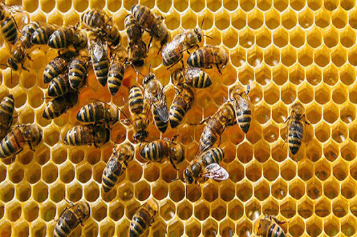 پیش بینی تولید ۷ هزار تن عسل از زنبورداران کرمانشاه