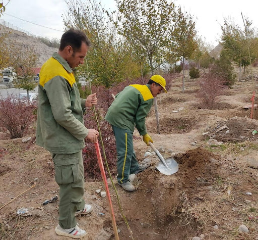 کاشت ۴۰ هزار نهال در محل دفن پسماند کلان شهر تبریز