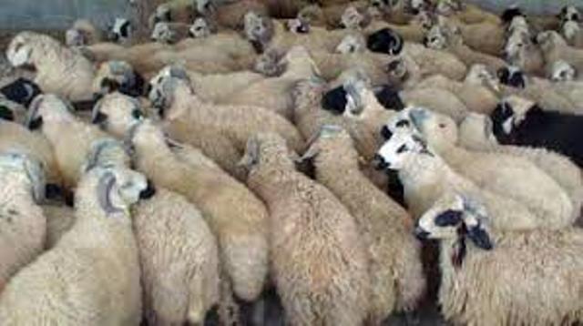 کشف ۶۲ راس گوسفند قاچاق در یزد