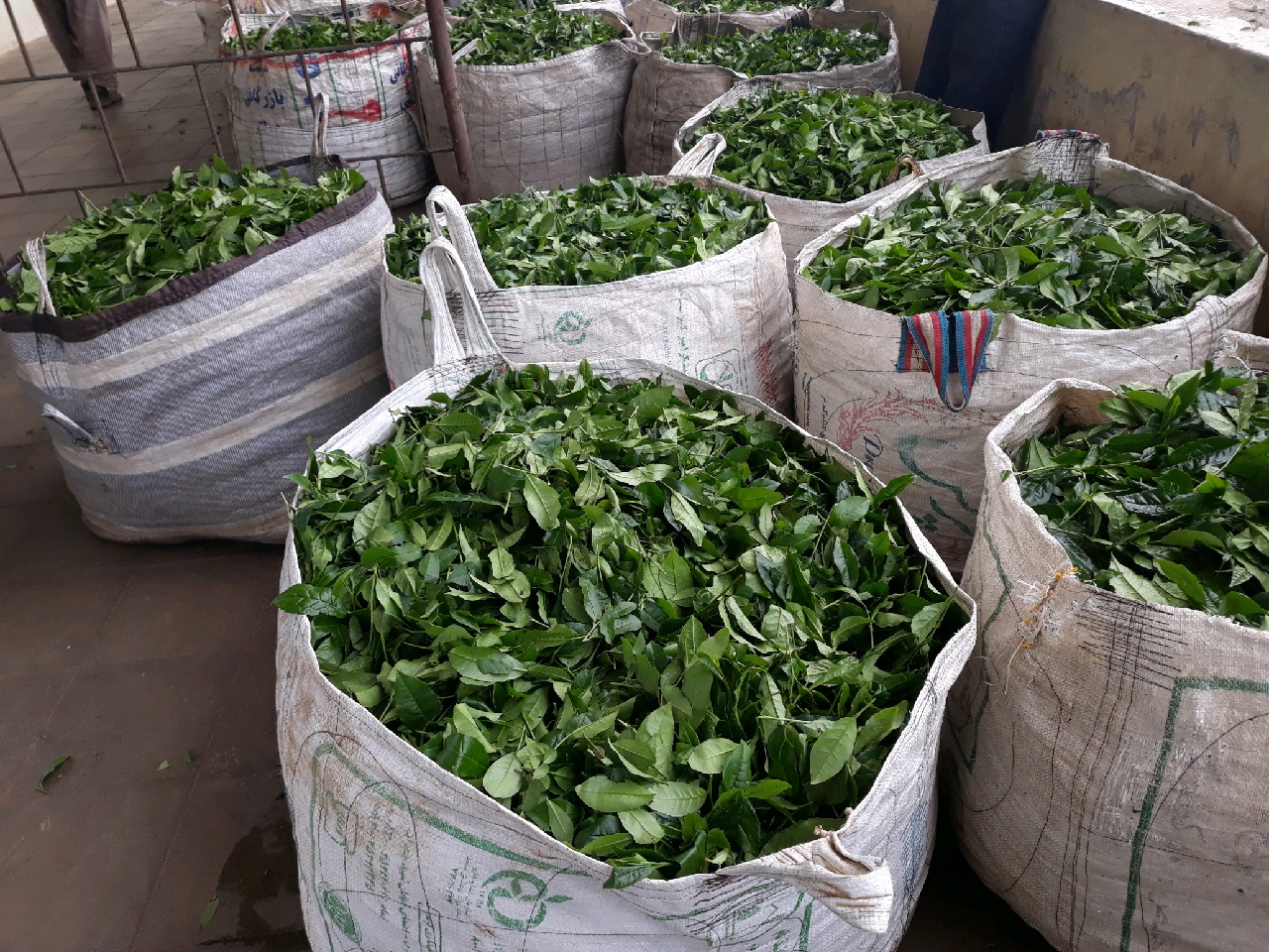 خرید بیش از ۱۲ میلیارد تومان برگ سبز چای از چایکاران فومنی