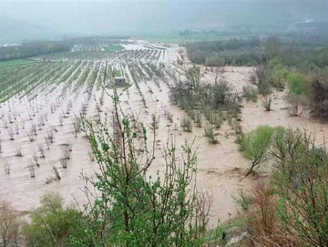 خسارت ۹۶ میلیاردریالی به بخش های کشاورزی شهرستان کرمان