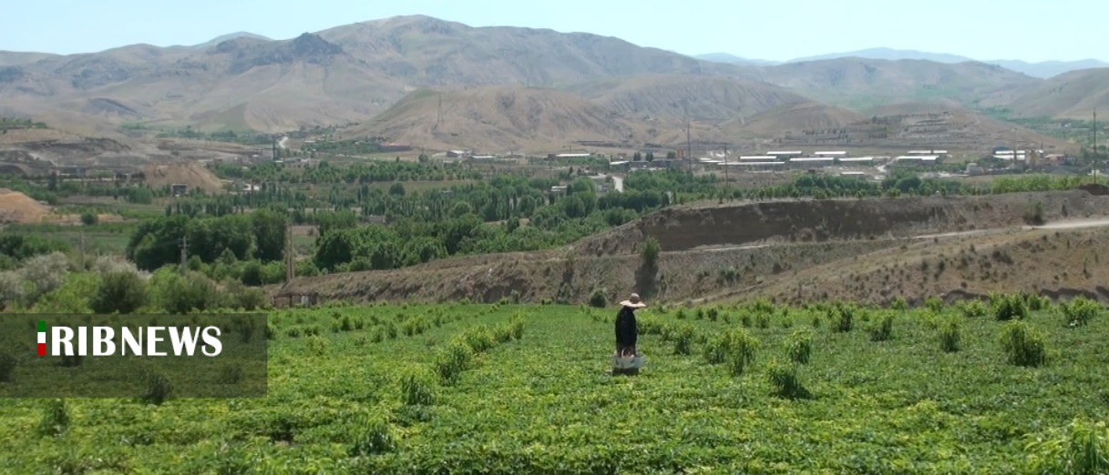 آغاز برداشت توت فرنگی در کردستان