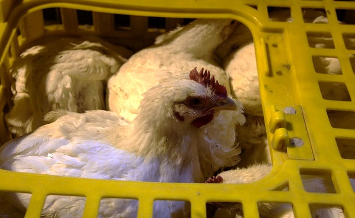 کشف بیش از ۶۰۰ مرغ قاچاق در یزد