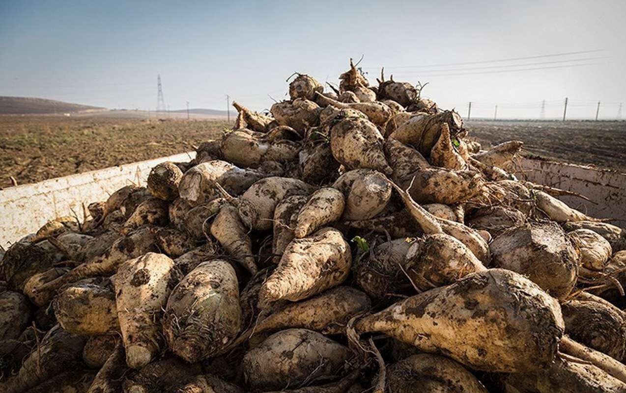 برداشت چغندرقند از مزارع شهرستان سرپل ذهاب