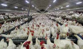 بهره برداری از نخستین واحد تولیدی مرغ مادر گوشتی در استان بوشهر