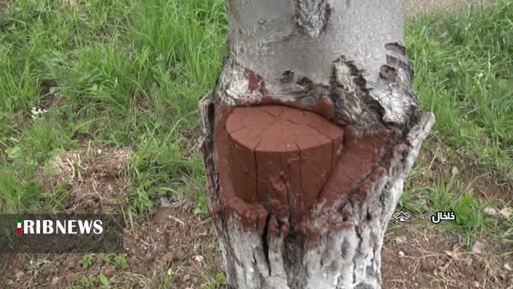 اجرای طرح سرشاخه کاری درختان گردو برای مقابله با سرمازدگی