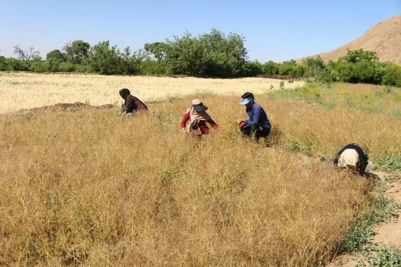 بردسکن، زبرخان و تربت حیدریه در ۳ رویداد کوتاه