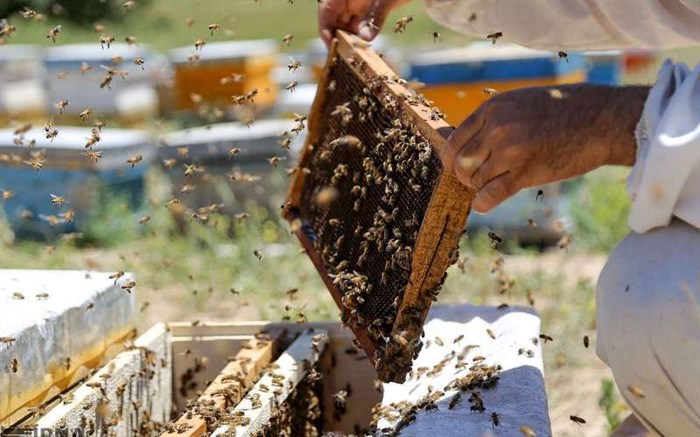 پیش بینی تولید هزار تن عسل در استان قزوین