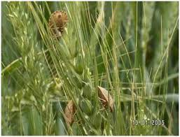 گندمکاران به سمپاشی علیه پوره سن اقدام کنند