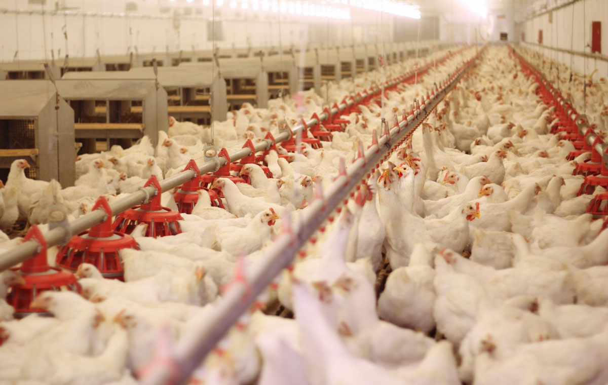 افزایش ۷۱ درصدی جوجه ریزی در مرغداریهای استان