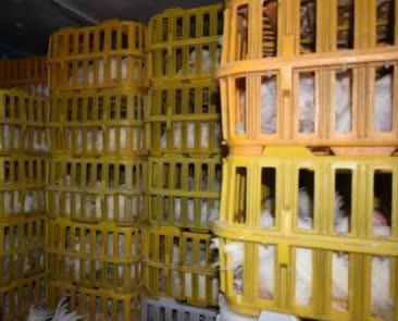 کشف ۳تن و۸۵۰ کیلوگرم مرغ زنده قاچاق در رزن