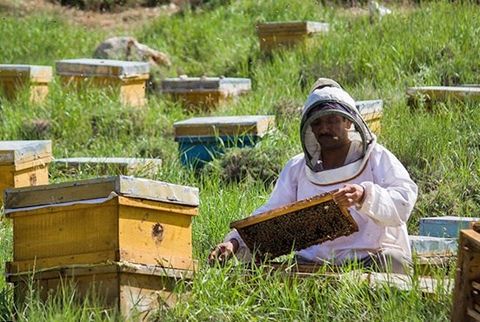 تولید سالیانه ۴۴۴ تن عسل در شهرستان ساری