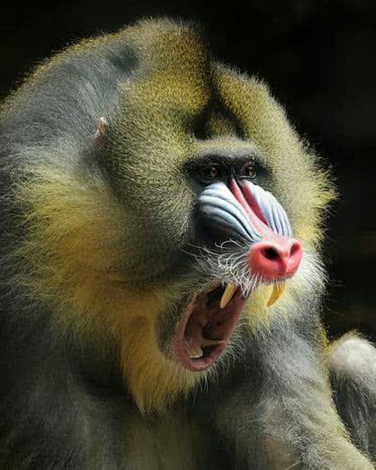 خشن‌ترین میمون جهان را بشناسید