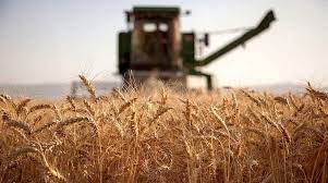خرید تضمینی حدود یک میلیون تن گندم در خوزستان