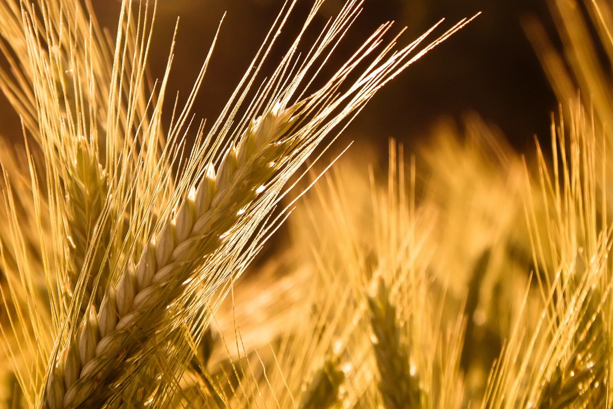 خشکسالی، پیش‌بینی کاهش ۱۵۰ هزار تنی تولید گندم