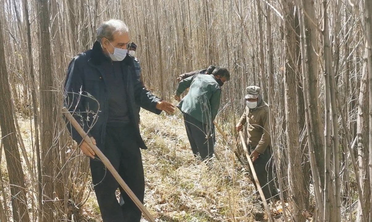 صنوبران حافظان جنگل